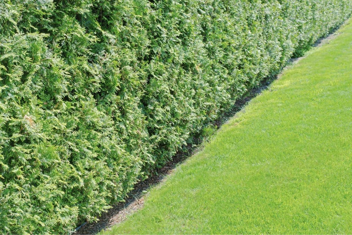 Wall consists of a green hedge