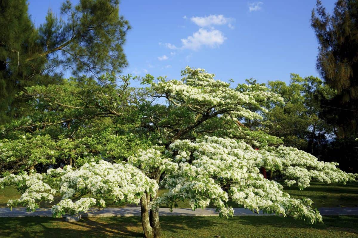 White flowers of Chinese Fringe tree