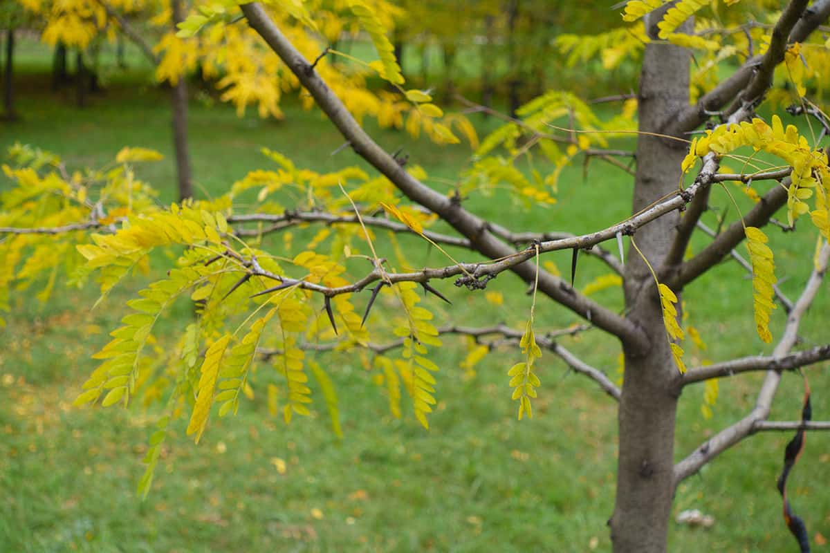 Thorny branches and autumnal foliage of young honey locust tree