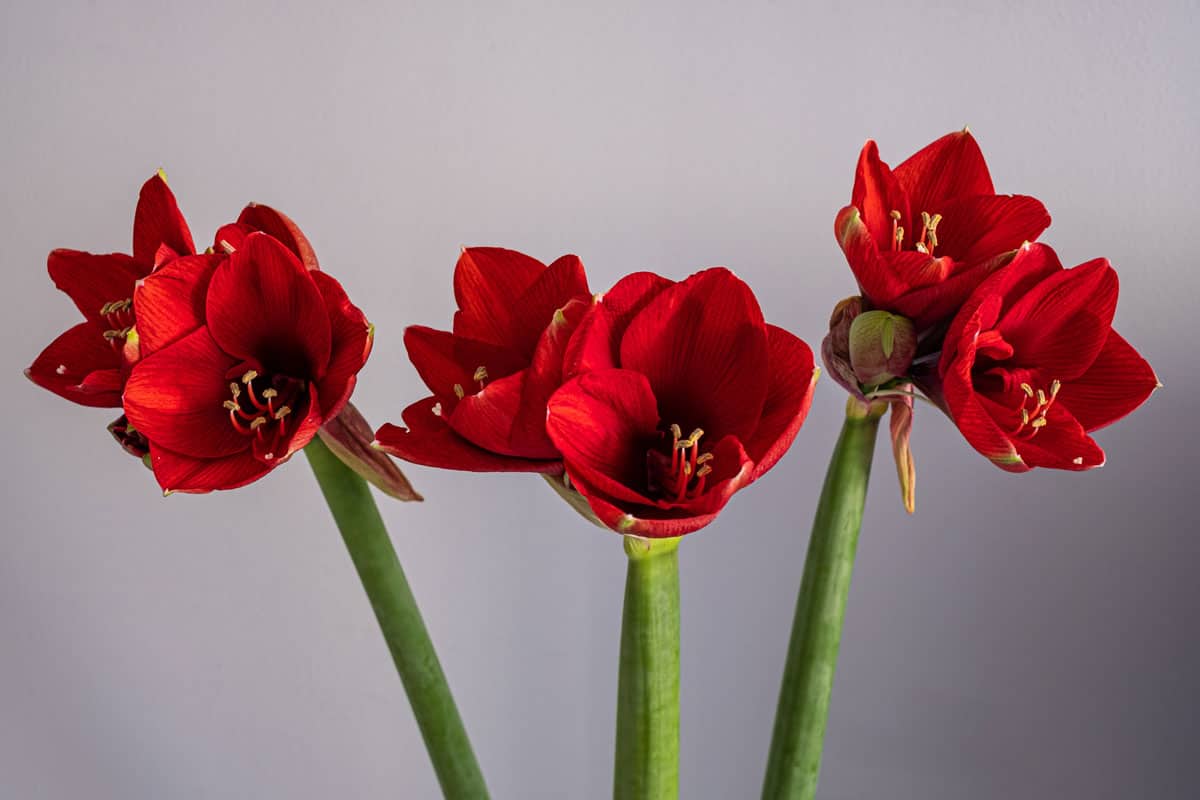 Three red young Amaryllis flower