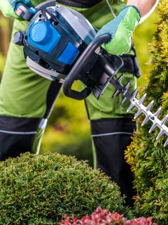 Thujas Trees Green Wall Shaping with Gasoline Hedge Trimmer. Caucasian Gardener Trimming Plants Close Up, How To Use A Black And Decker Hedge Trimmer [Step By Step Guide]