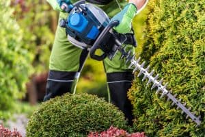 Thujas Trees Green Wall Shaping with Gasoline Hedge Trimmer. Caucasian Gardener Trimming Plants Close Up, How To Shape Bushes With Hedge Trimmer