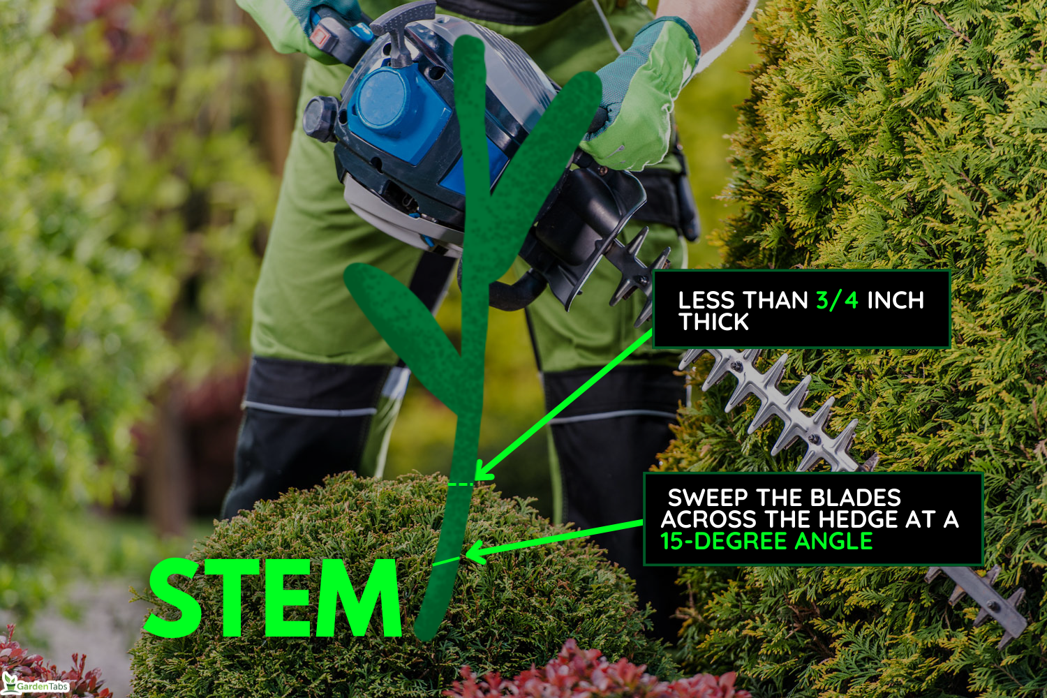 Thujas Trees Green Wall Shaping with Gasoline Hedge Trimmer. Caucasian Gardener Trimming Plants,How To Use A Black And Decker Hedge Trimmer[Step By Step Guide]