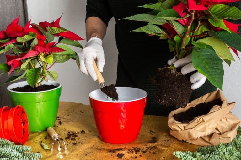 Transplanting Poinsettia Christmas Flowers into red and green pots, man transplanting flowers, home decoration at Christmas,Merry Christmas Concept. - Do I need To Repo