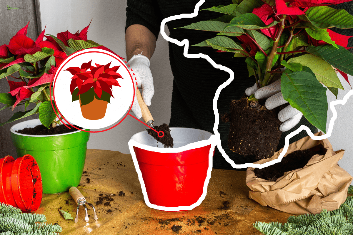 Transplanting Poinsettia Christmas Flowers into red and green pots, man transplanting flowers, home decoration at Christmas,Merry Christmas Concept. - Do I need To Repot My Poinsettia?