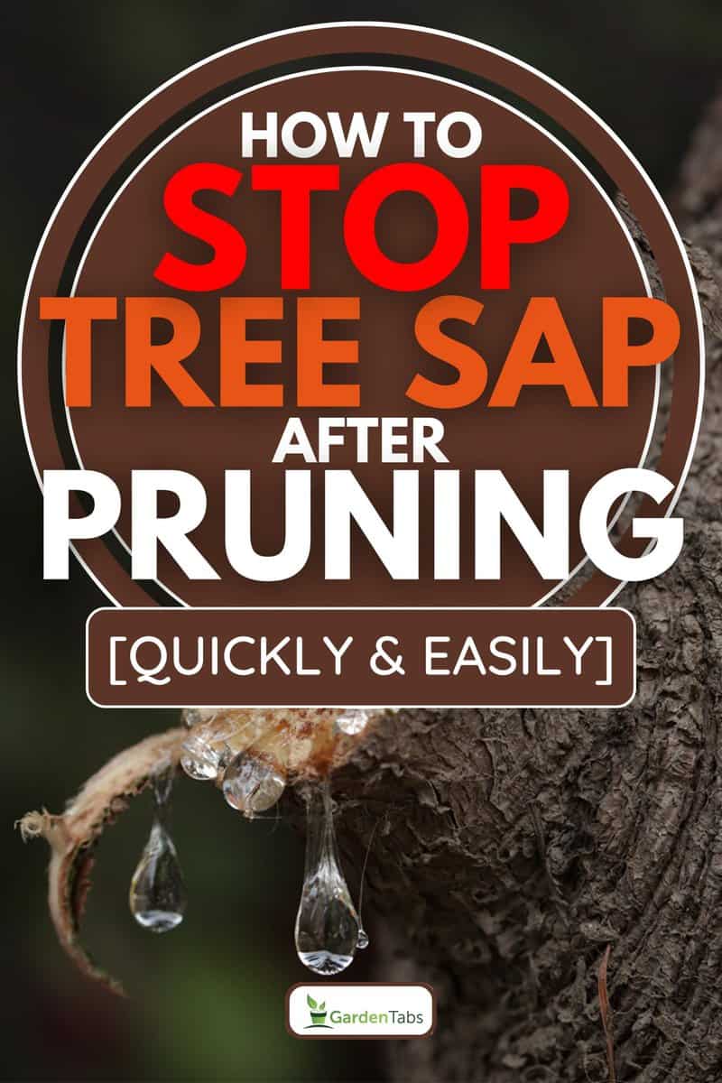 Tree sap coming out of cut branches of a pine tree, How To Stop Tree Sap After Pruning [Quickly & Easily]