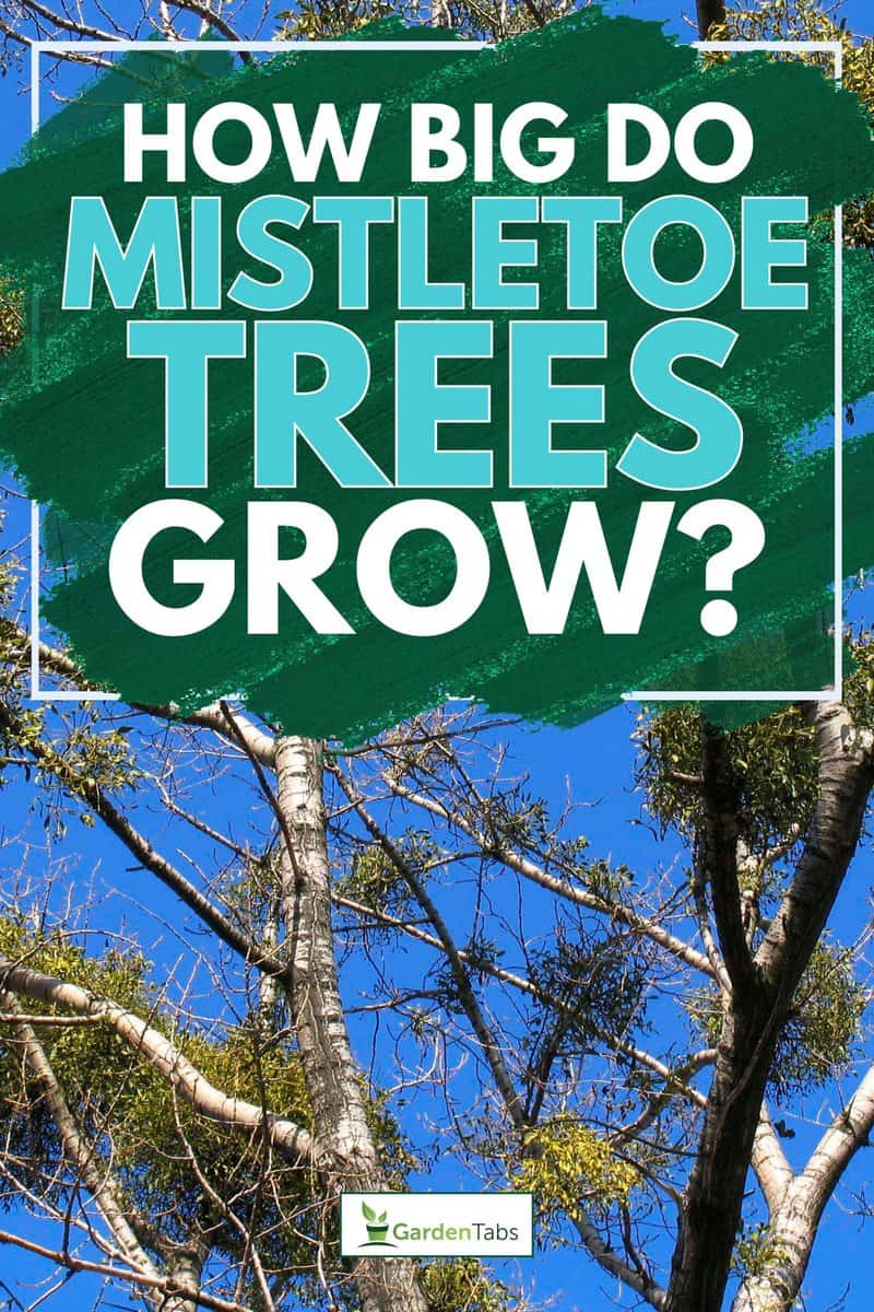 Tree with mistletoe, How Big Do Mistletoe Trees Grow?