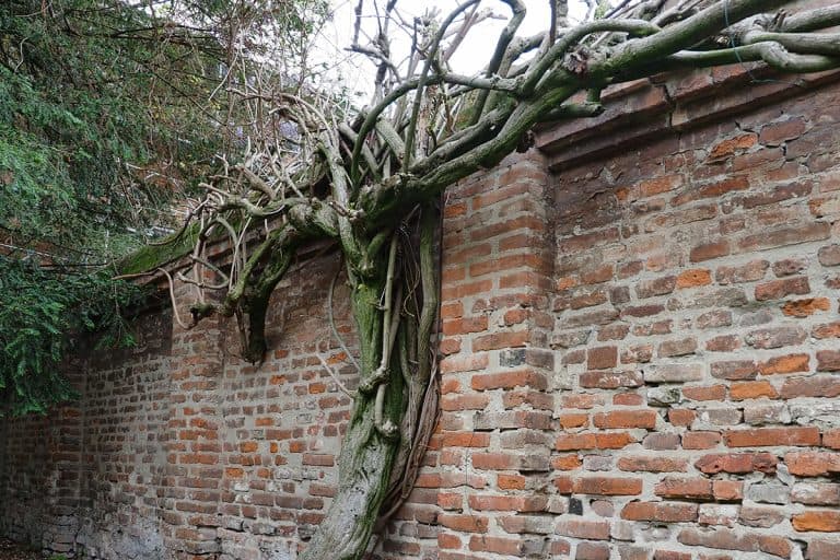 Trunk and branches of a wisteria, Will Salt Kill Wisteria? [Yes, Here's How To Use It!]