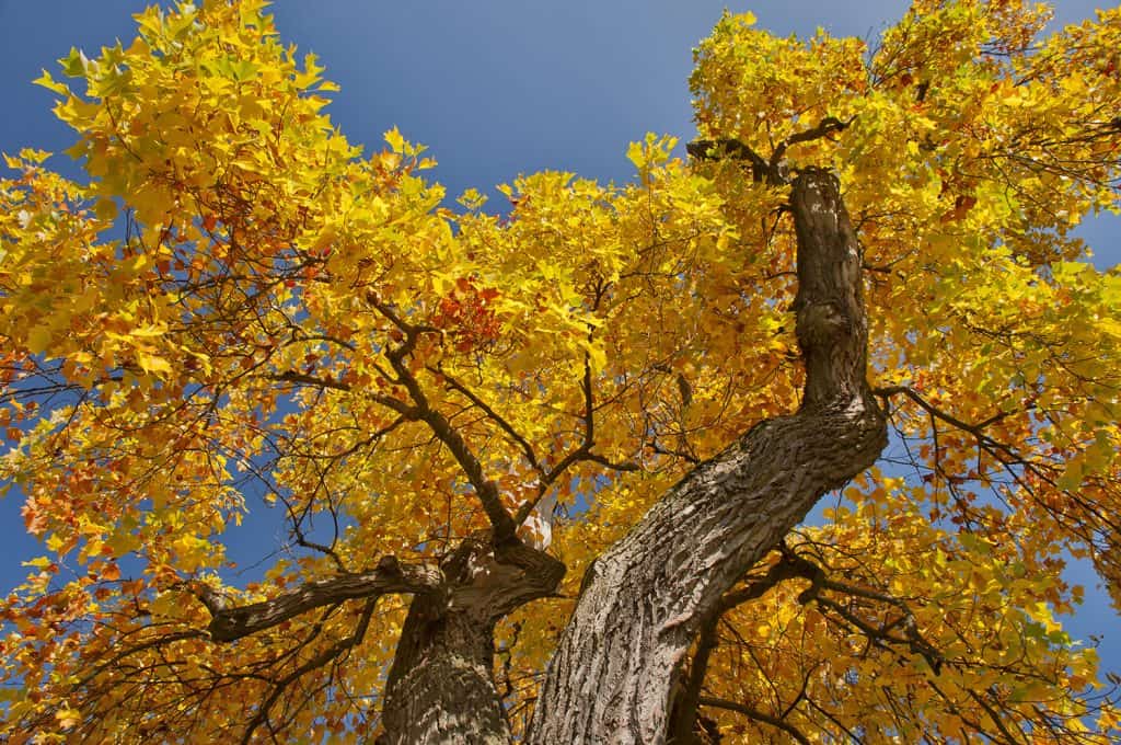 Tulip tree with golden leaves in autumn