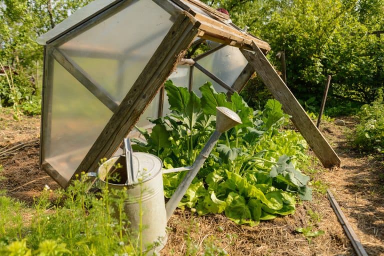 Vegetable garden with green salad in handmade cold frame, Do You Water Plants In A Cold Frame? [Yes! Here's What You Need To Know!]