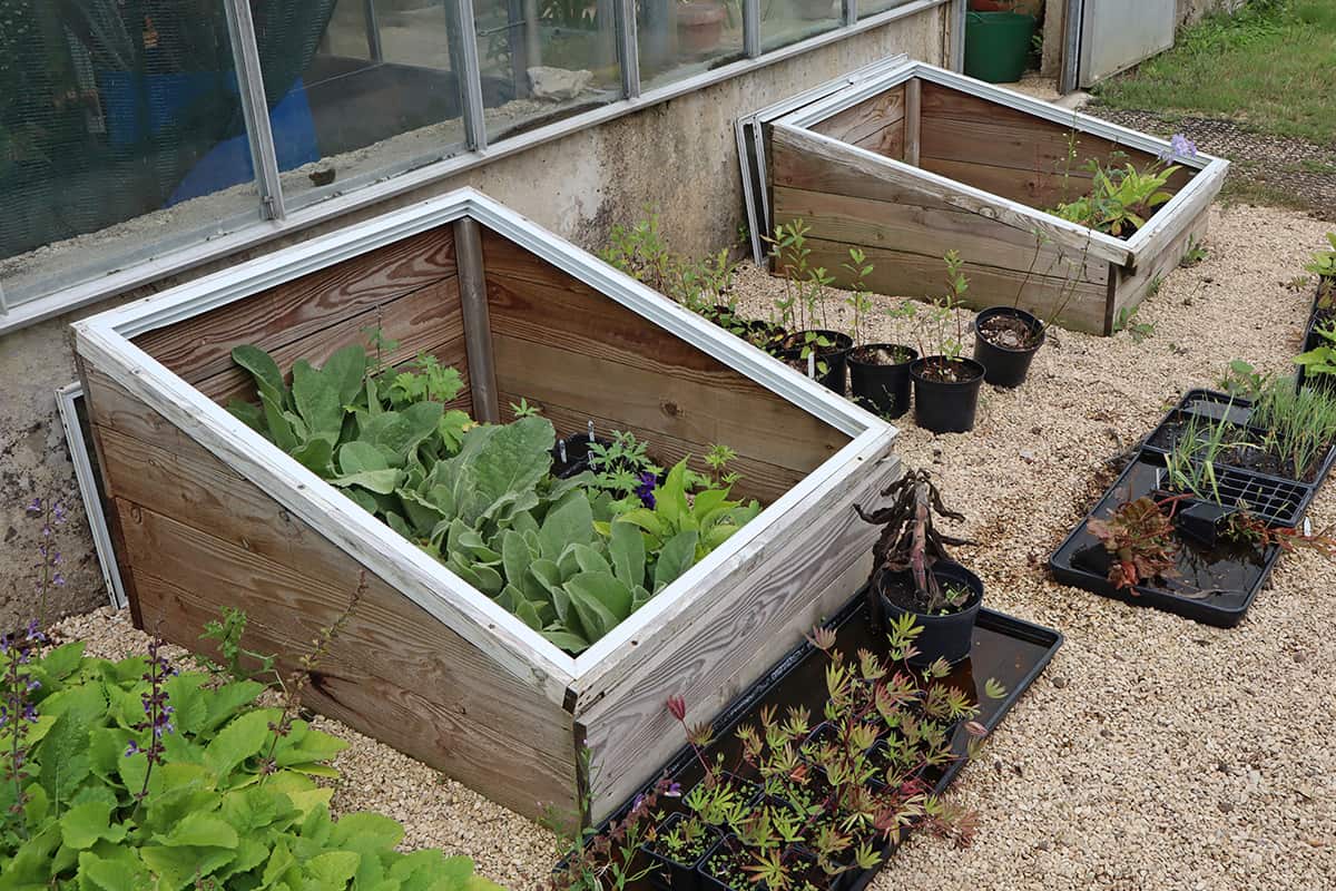 Vegetables growing in a cold frame in an English country house