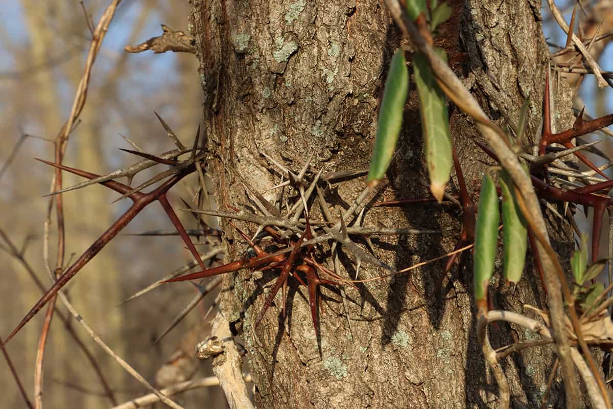 Very long sharp thorns of a honey locust tree