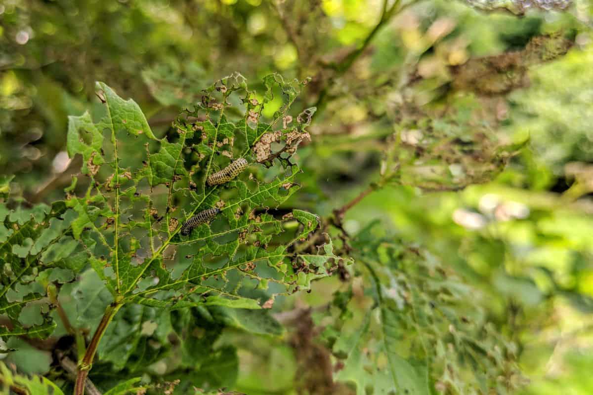 Viburnum leaf beetle, Pyrrhalta viburni, larva and the damage they do to Viburnum opulus leaves by feeding between the veins. Causes severe defoliation leaving a lacy skeletal effect.