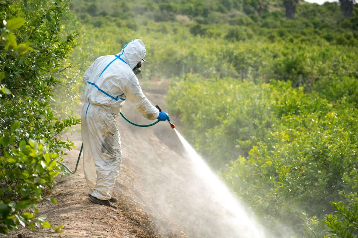 Weed insecticide fumigation. Organic ecological agriculture. Spray pesticides, pesticide on fruit lemon in growing agricultural plantation, spain. Man spraying or fumigating pesti, pest control. 