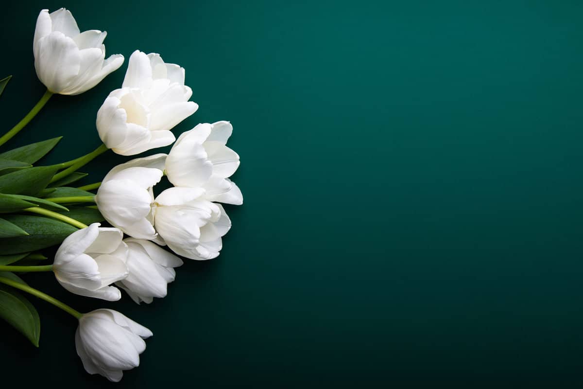 White tulips on green background top view. Happy spring Holidays. Valentine's day. Birthday. Women's day. Easter. Flower wedding card, invitation, banner 