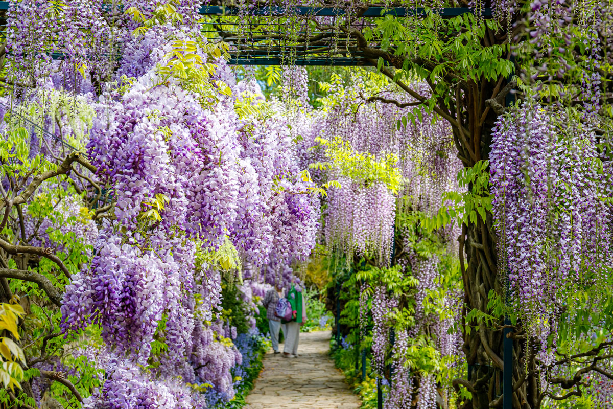 Walking way in tunnel with Natural blue wisteria flowers in park. Beautiful Wisteria blossom