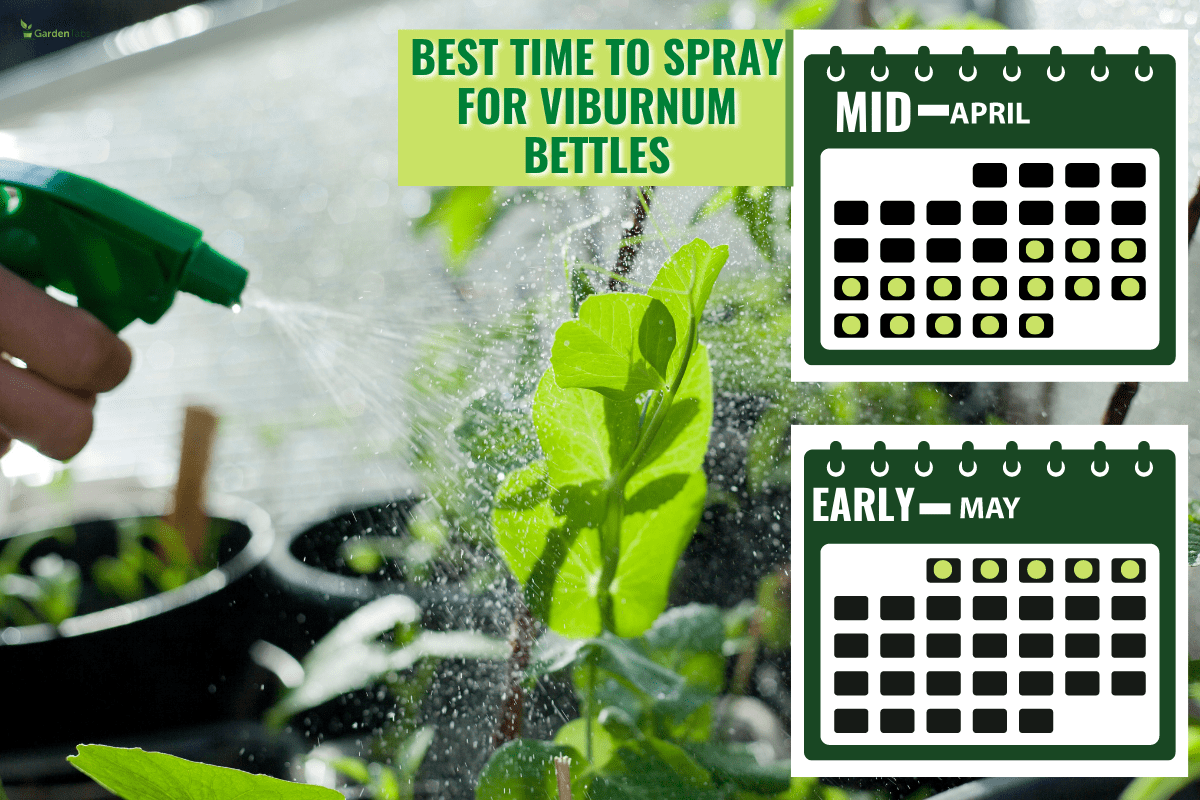 Watering the baby veggies - female hand and spray. Plant care of young seedlings in the garden, all plants growing in recycled pots in DIY homemade greenhouse. - When To Spray For Viburnum Beetle?