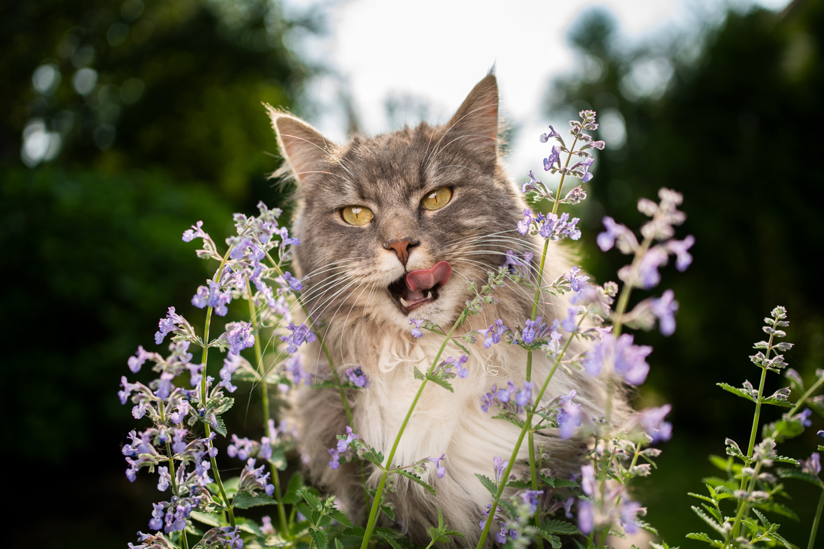 blue tabby white maine coon cat licking lips after eating fresh blossoming catnip plant outdoors in nature