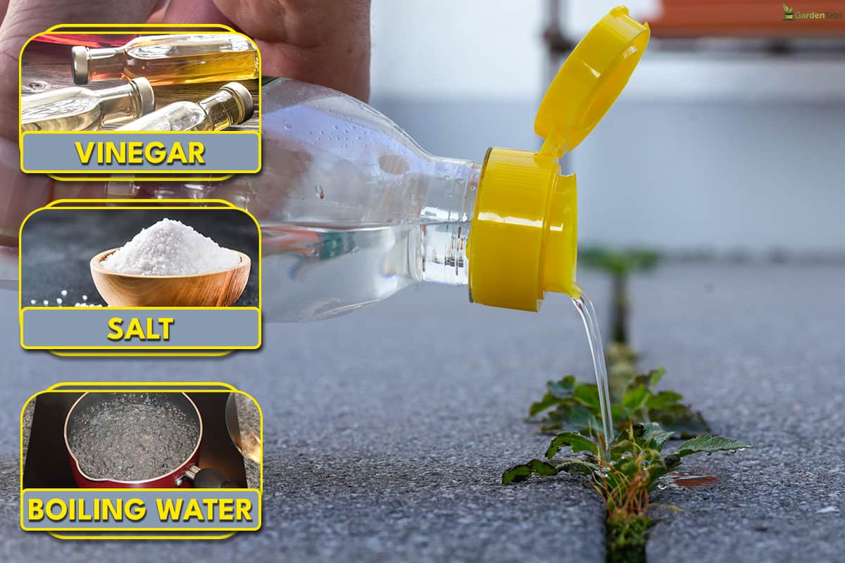 What can i do to keep weeds from coming back, How To Use A Step & Twist Weed Popper