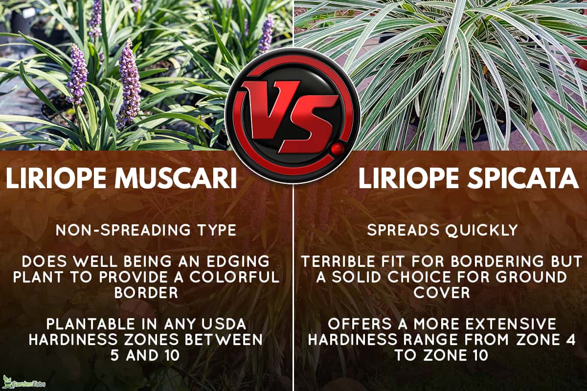 What is the difference between liriope muscari and liriope spicata, Which Liriope Does Not Spread?
