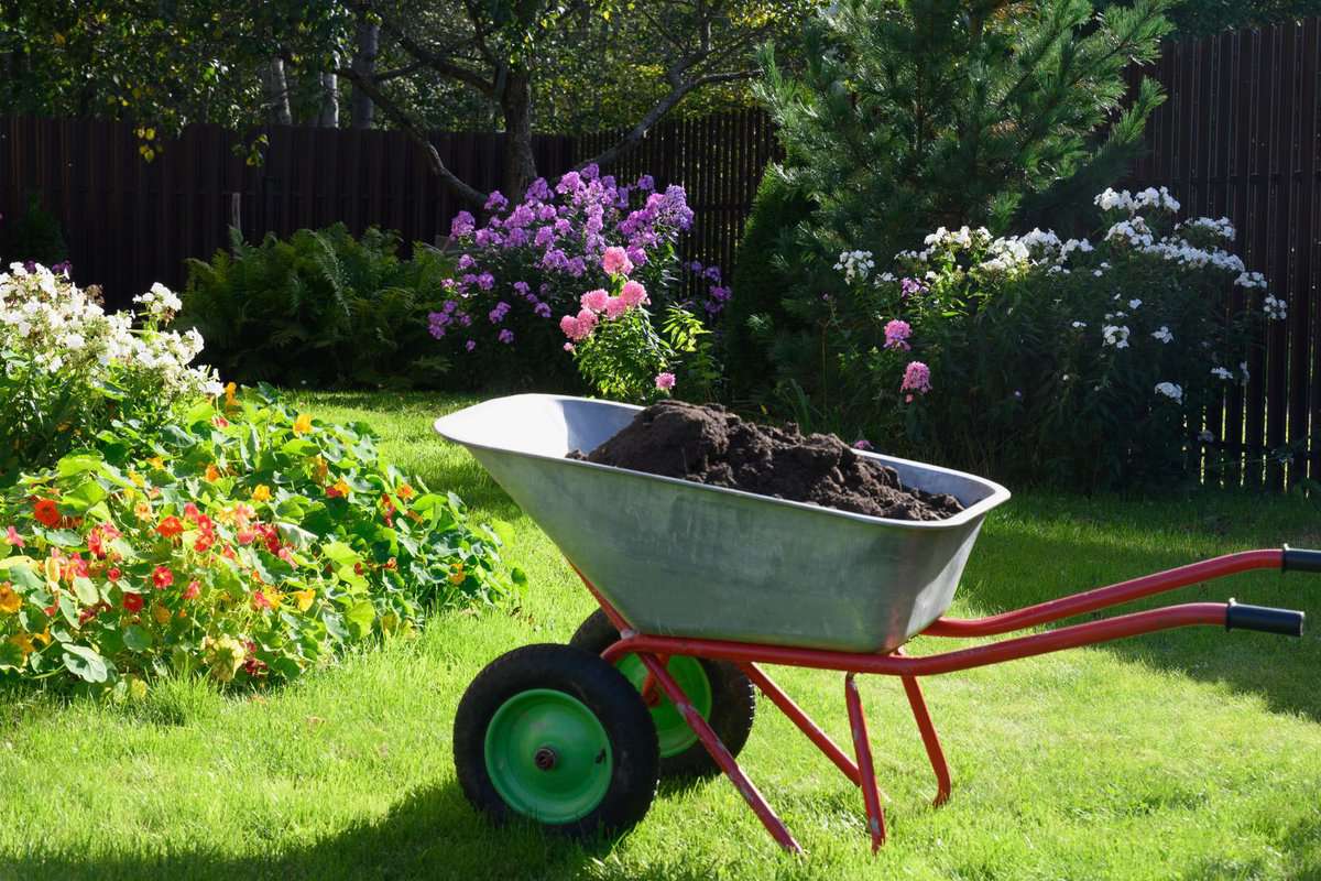 Wheelbarrow full of compost on green lawn with well-groomed phlox flowers in private farmhouse. Seasonal work and fertilization in garden.