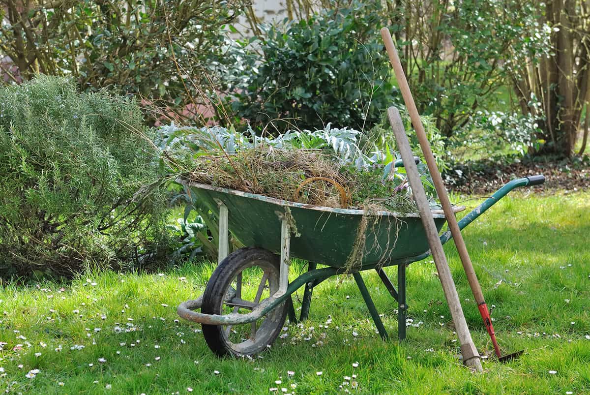 Wheelbarrow full with garden weeds and tools in a garden