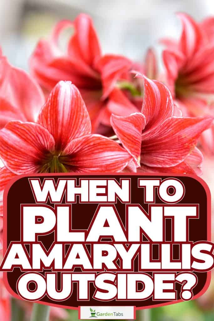 Spraying pesticides on a beautiful Amaryllis flower at the garden, When To Plant Amaryllis Outside?