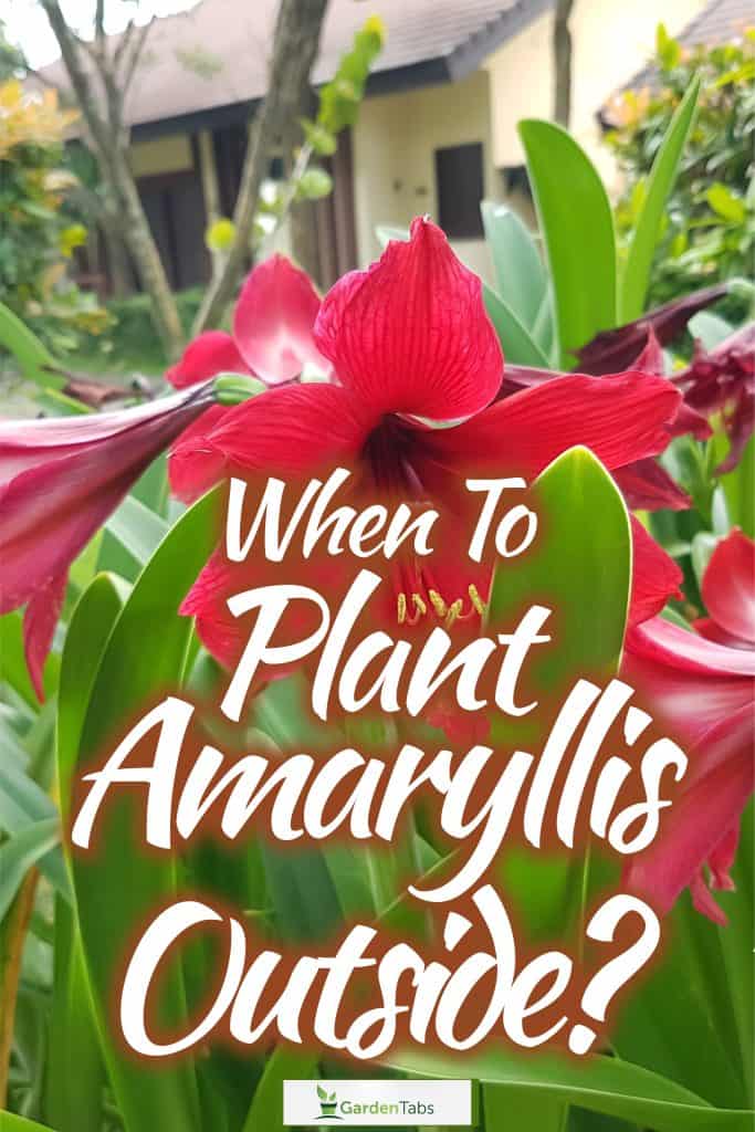 Spraying pesticides on a beautiful Amaryllis flower at the garden, When To Plant Amaryllis Outside?