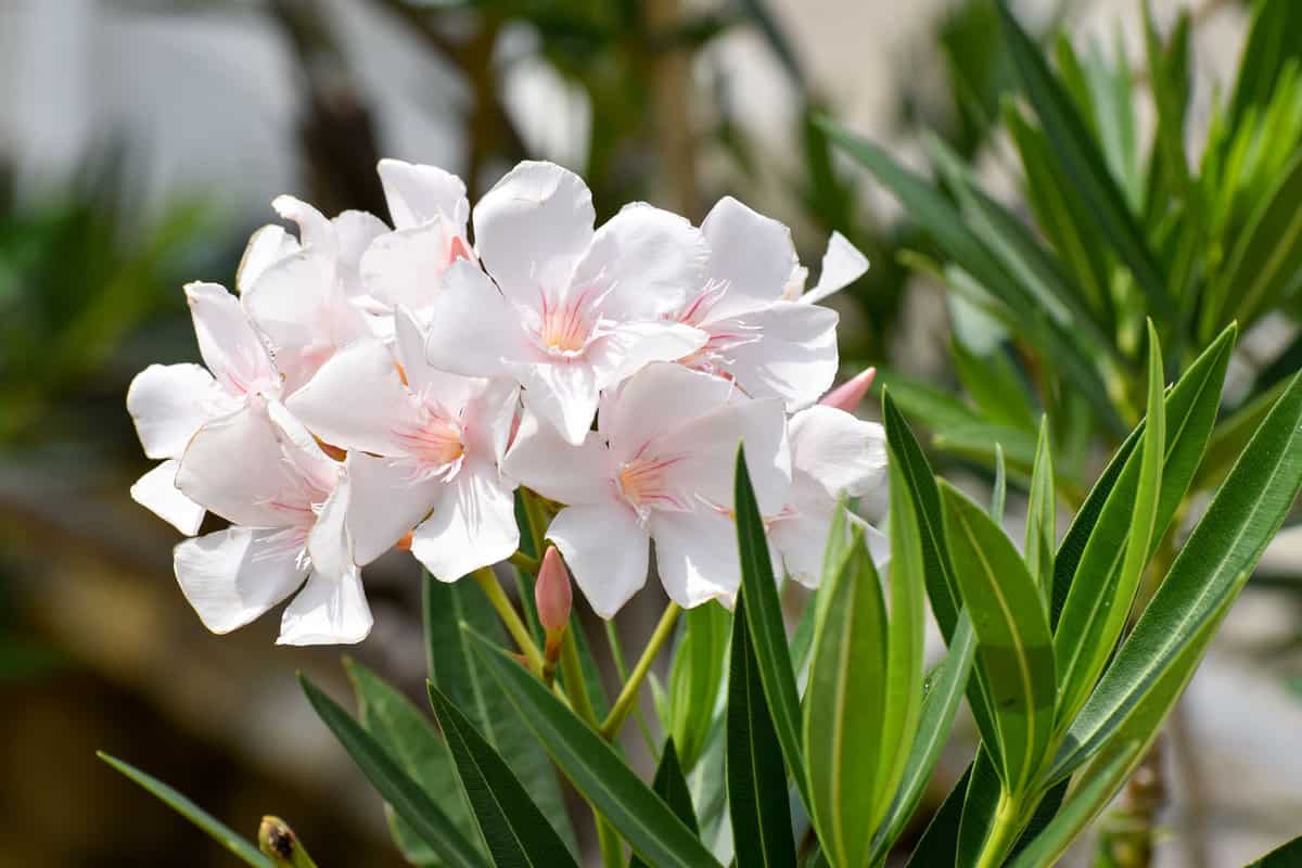 White Oleander flower- Nerium oleander 
