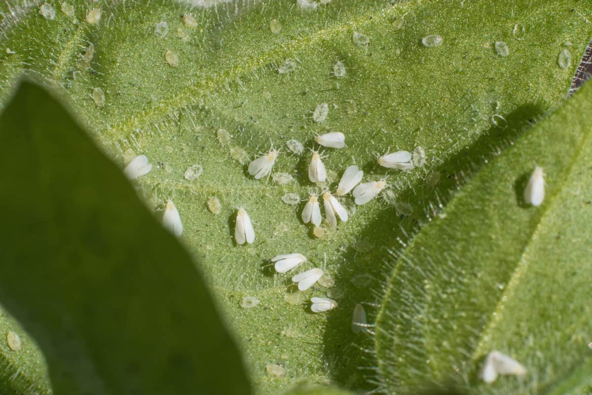 Whiteflies and whitefly eggs underneath a leaf