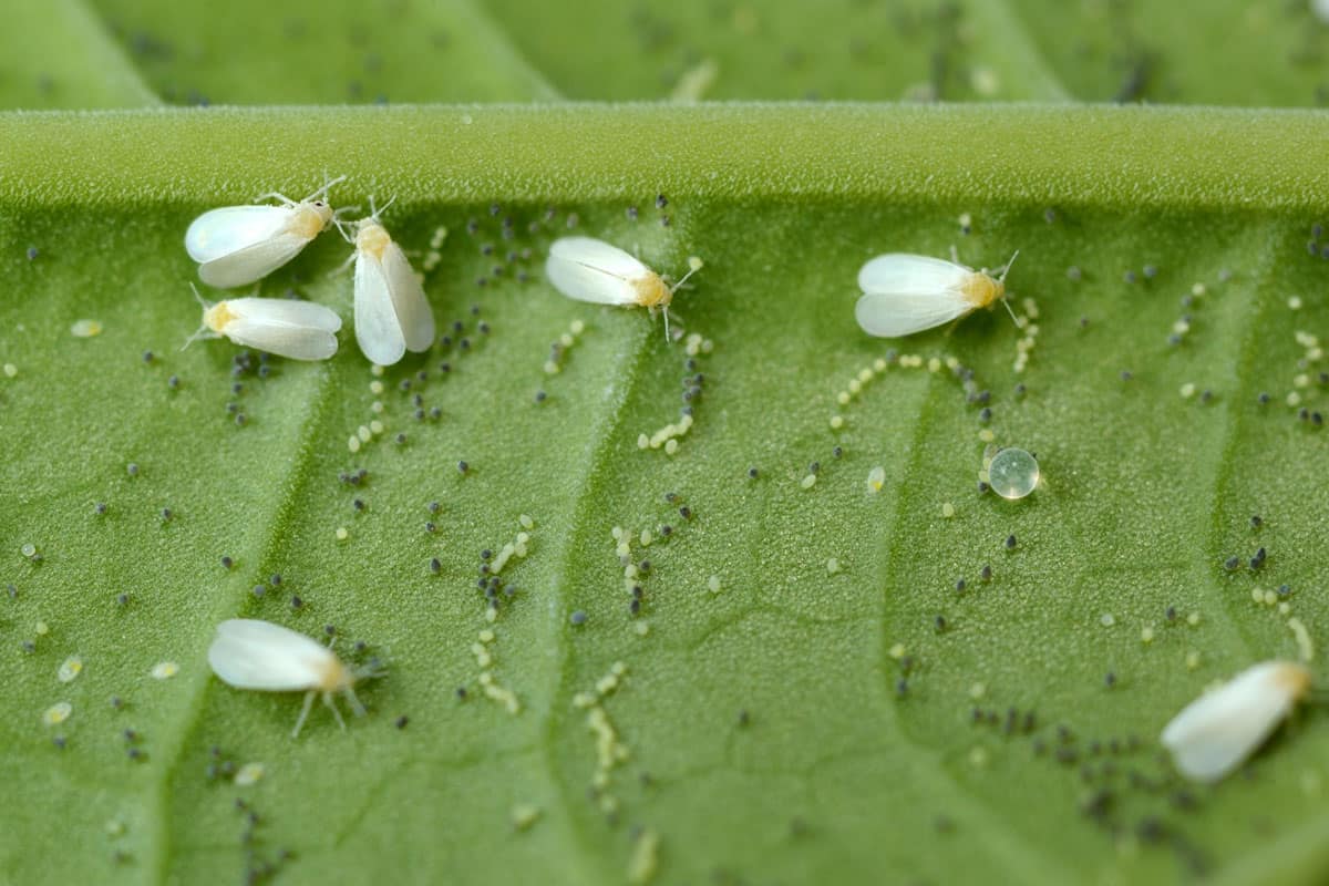 Whiteflies photographed up close