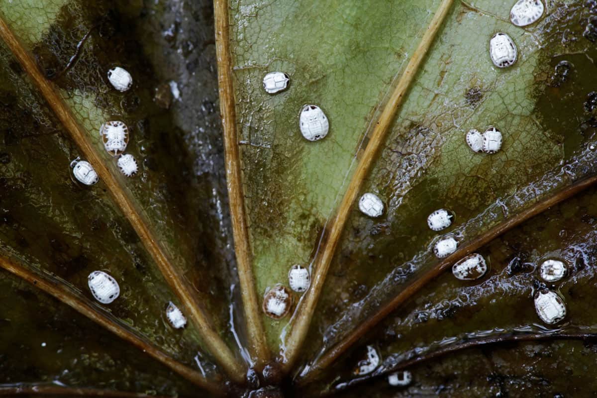 Whitefly eggs underneath a garden leaf