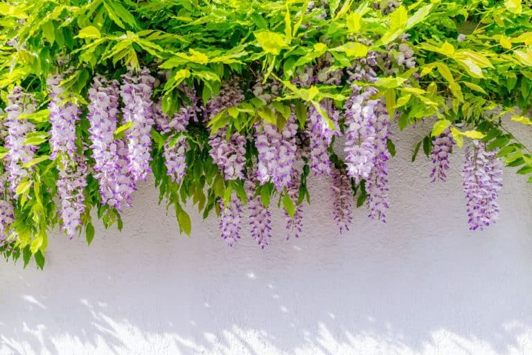 Wisteria blossoms on white house wall background. Natural home decoration with wisteria flowers. - How Fast Does Wisteria Grow [Inc. From See