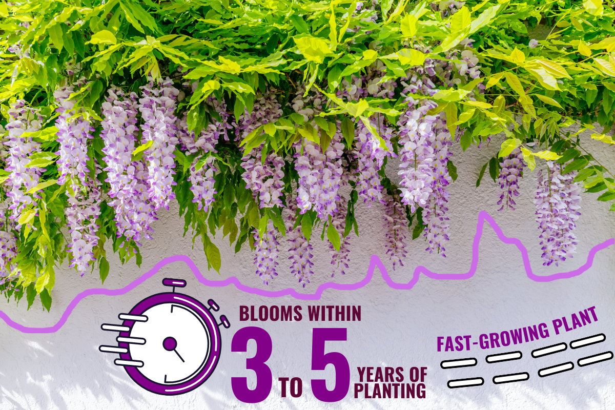 Wisteria blossoms on white house wall background. Natural home decoration with wisteria flowers. - How Fast Does Wisteria Grow? [Inc. From Seed Or From A Cutting]