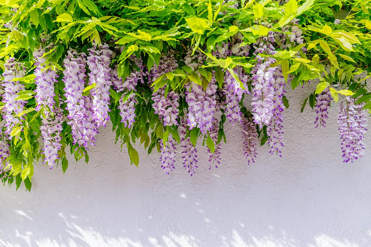 Wisteria blossoms on white house wall