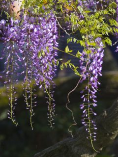 Wisteria flower in the garden, When Does Wisteria Bloom & For How Long? [By Zone]