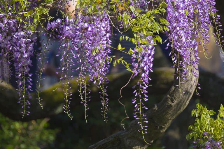 Wisteria flower in the garden, When Does Wisteria Bloom & For How Long? [By Zone]