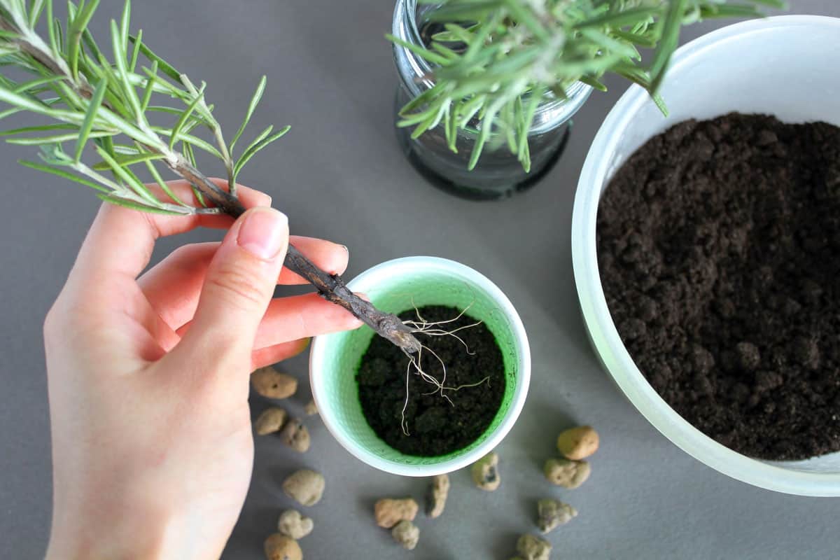 Woman trimming rooting hormones and replanting on a small pot