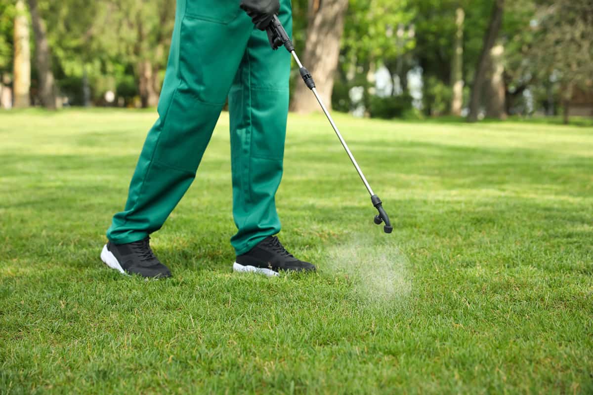 Worker spraying pesticide onto green lawn outdoors