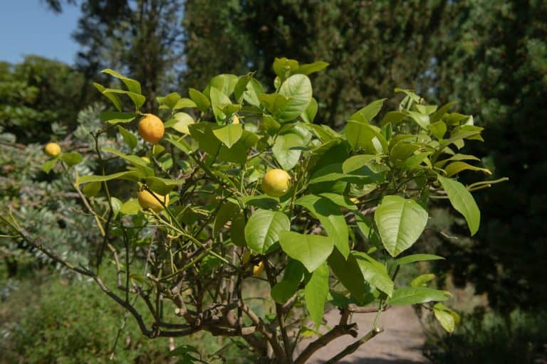 Yellow Fruit on an Evergreen Dwarf Lemon Tree (Citrus x lemon 'Meyer') Growing in a Mediterranean Garden, How Long Does A Lemon Tree Take To Grow?