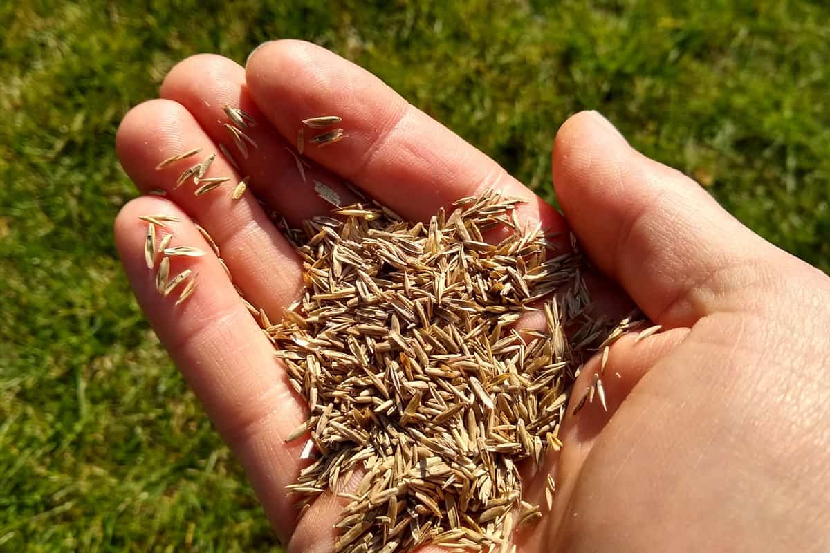a hand full of grass seeds
