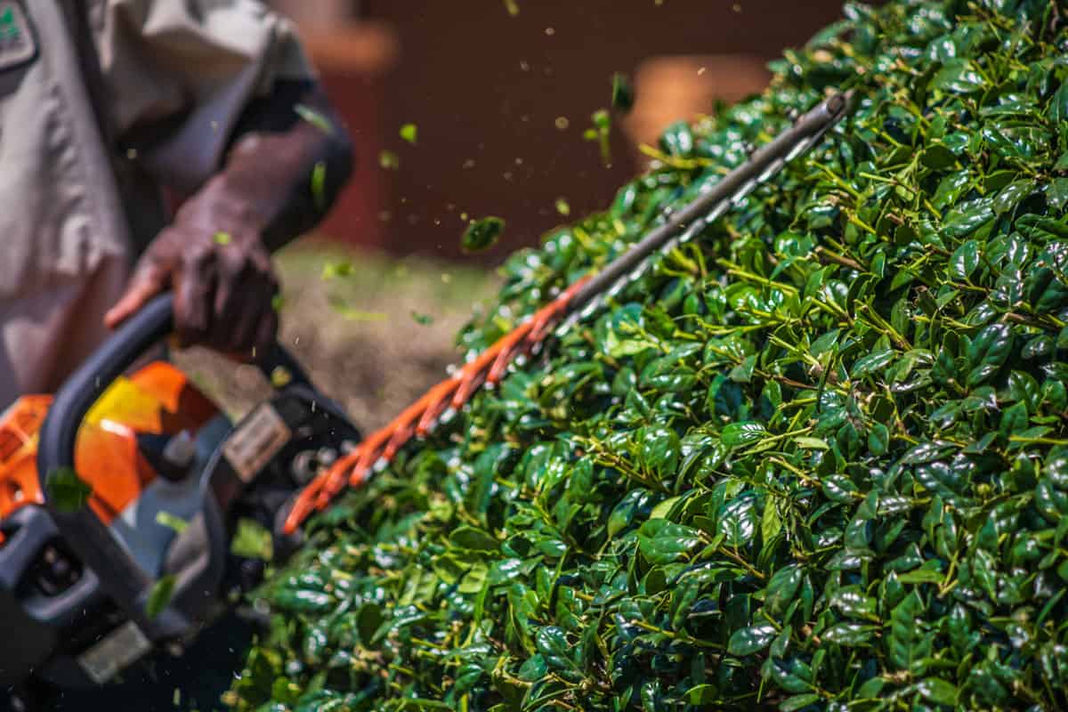 a holly bush in foreground being trimmed with trimmers and worker out of focus