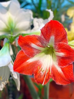 amaryllis red white flowers beautiful flowering, How To Remove Wax From Amaryllis Bulbs [Quickly & Easily]