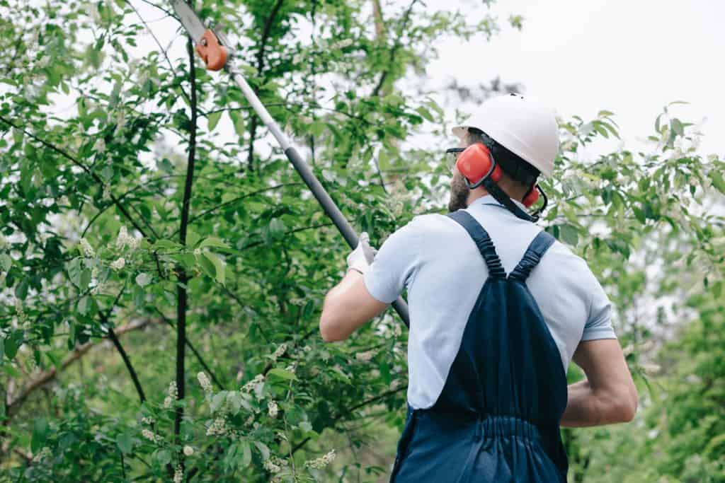 back view of gardener in helmet and hearing protectors trimming trees with telescopic pole saw
