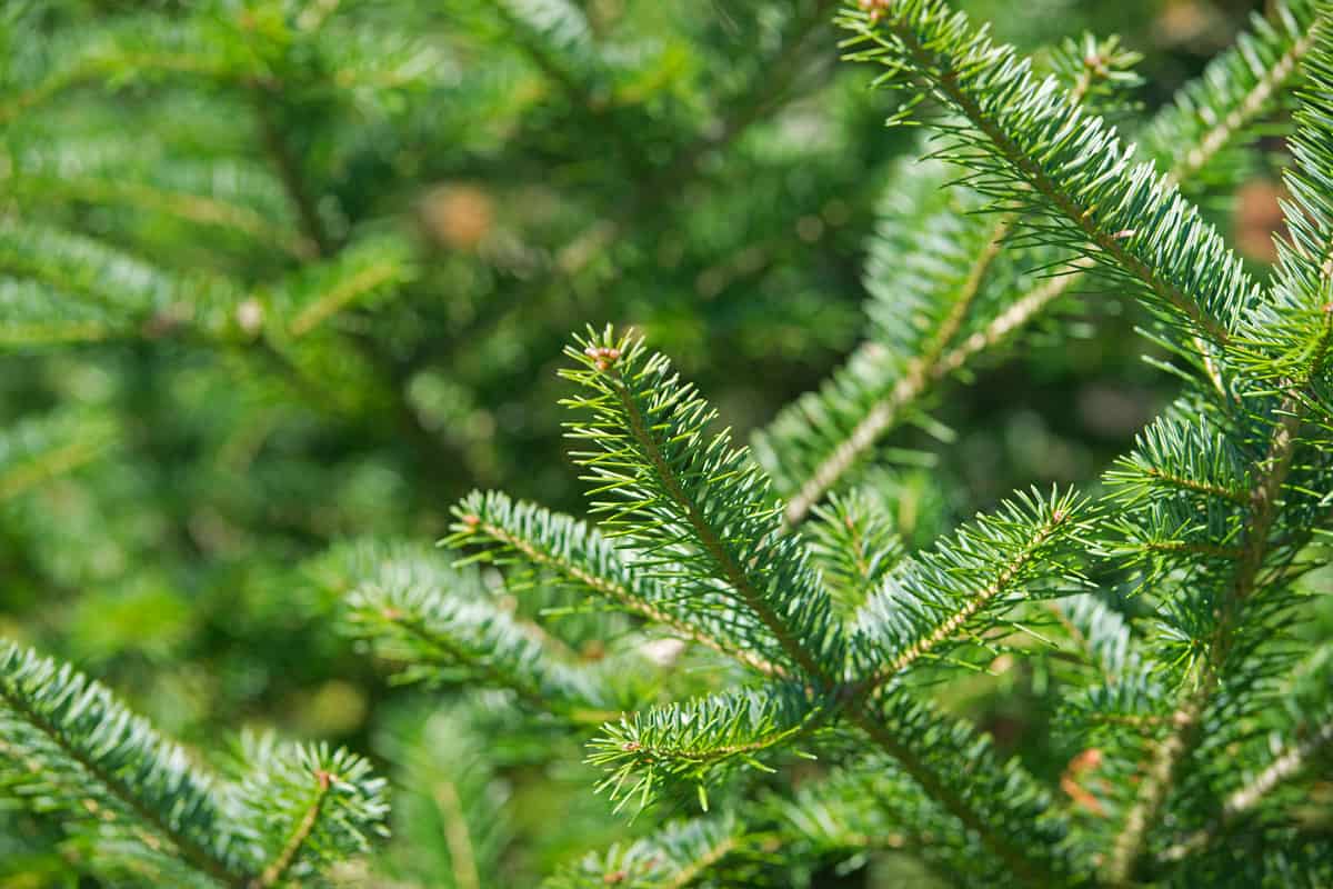 balsam fir tree tip