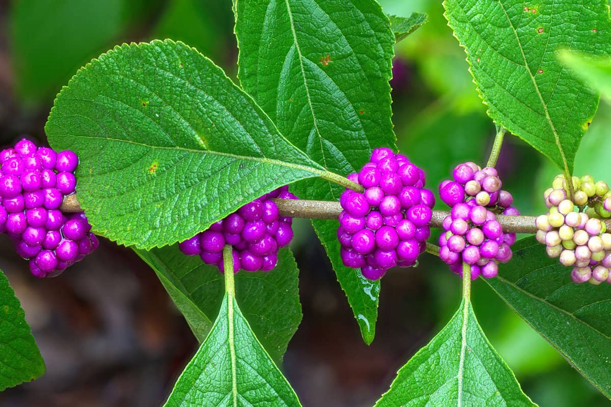beauty berry (Callicarpa Americana), all phases of ripeness, purple color, green leaves, great detail, American beautyberry, Florida native 