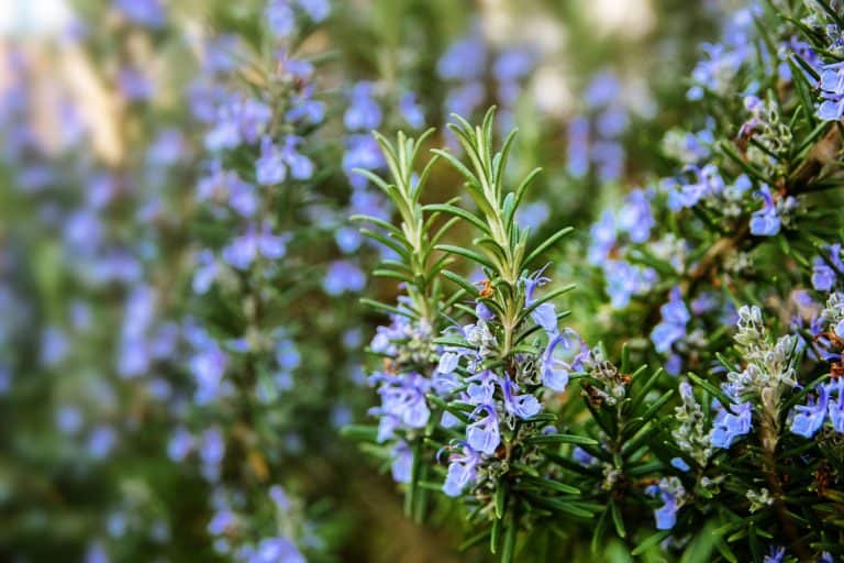 blossoming rosemary plants in the herb garden, selected focus, narrow depth of field, Does Rosemary Repel Mosquitoes