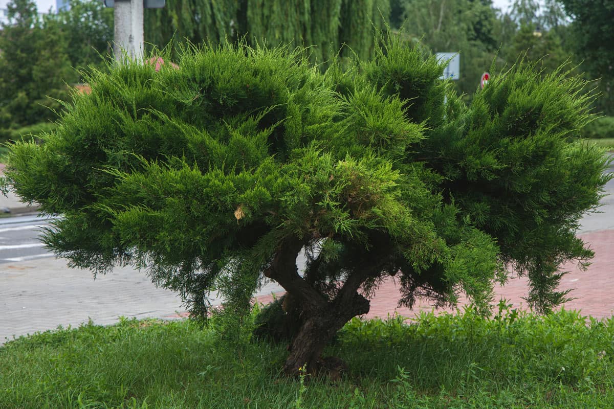 china juniper trees park along the city road