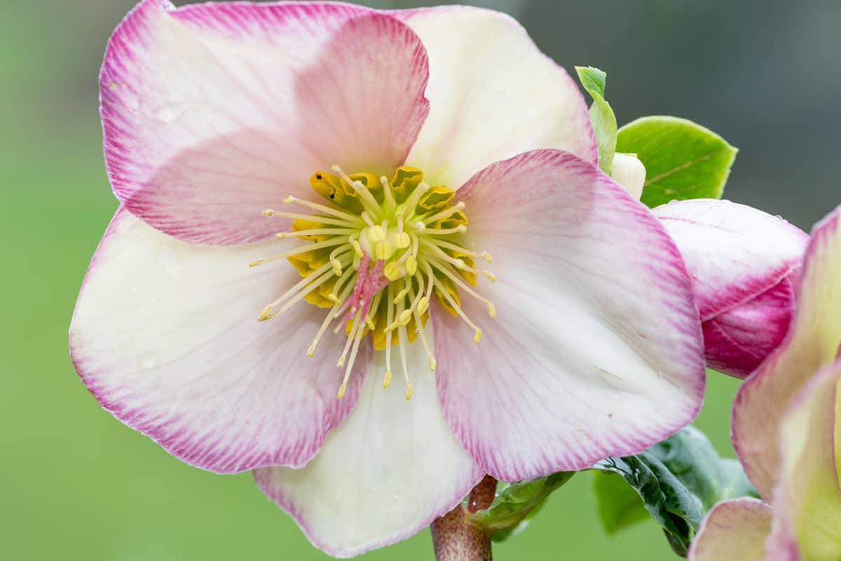 close pink white hellebore flower bloom