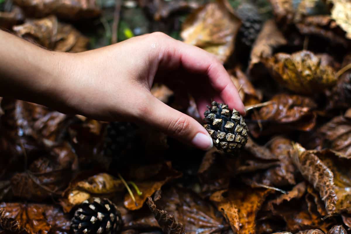 close-up of a young woman's hand picking up a pine cone from the ground